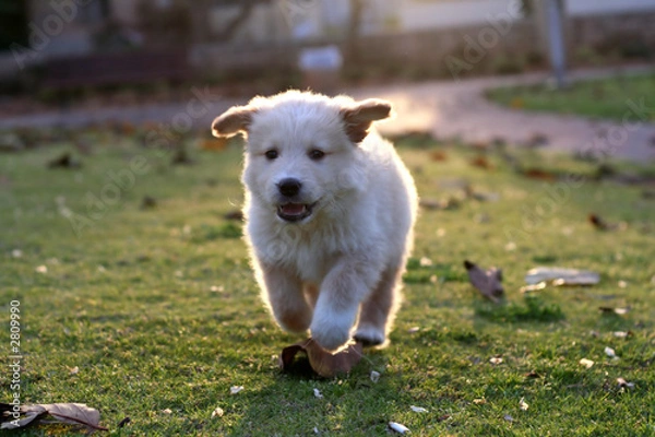 Fototapeta small labrador playing on the green grass