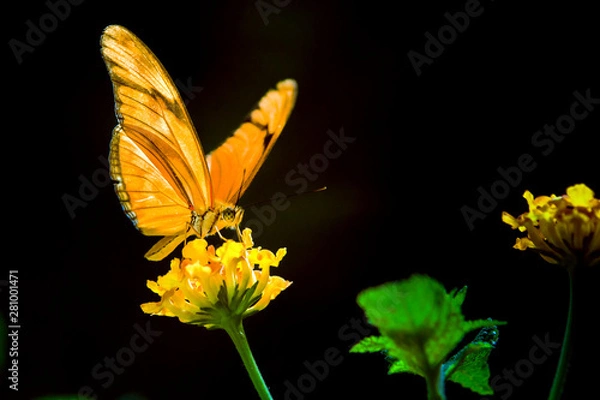 Obraz mariposa naranja