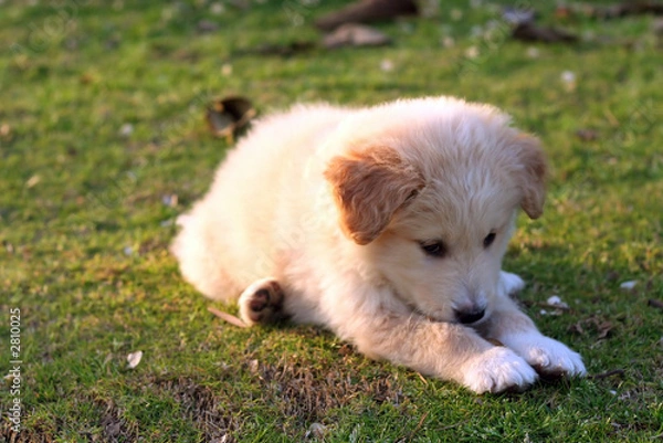 Fototapeta nice white labrador playing on grass