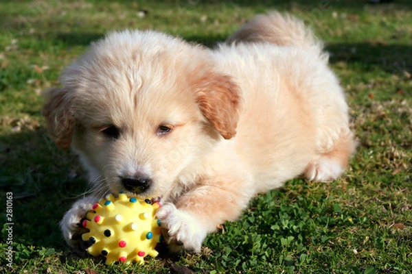 Fototapeta nice white labrador playing on grass