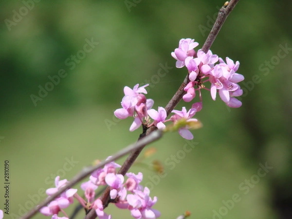 Fototapeta budding branch on green
