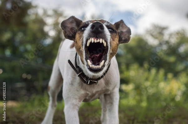Obraz Fox terrier dog is angry, aggression