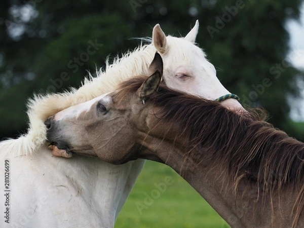 Obraz Horses grooming