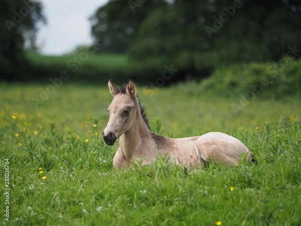 Obraz Foal lying in the gras