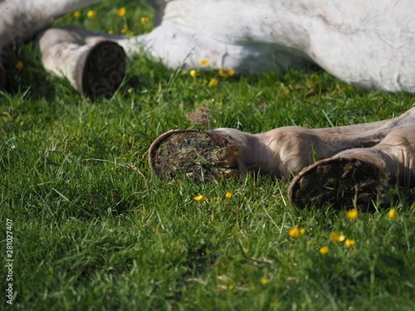 Obraz Hooves in grass