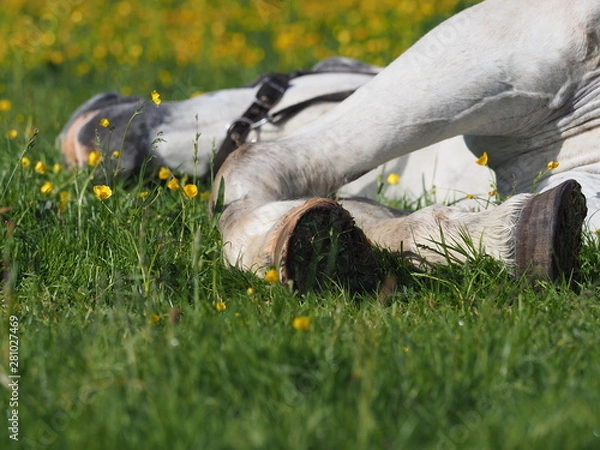 Obraz Horse lying in a field