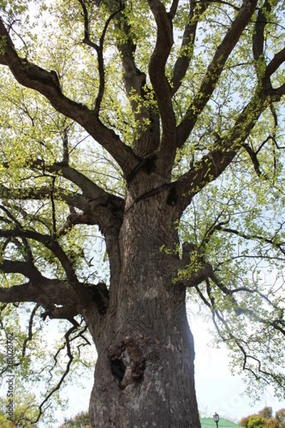Fototapeta Tree - Elder