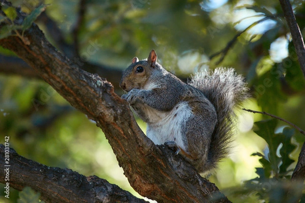 Fototapeta squirrel in tree