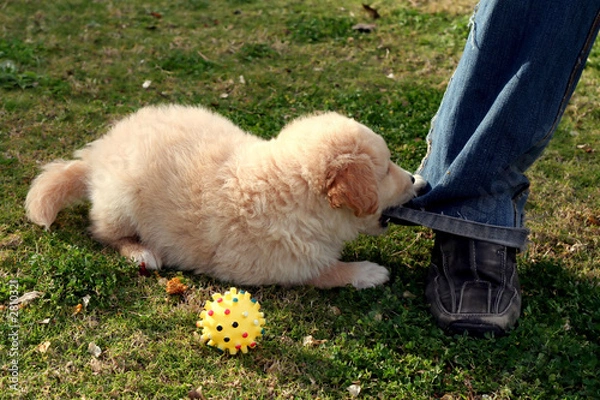 Fototapeta nice white labrador playing on grass