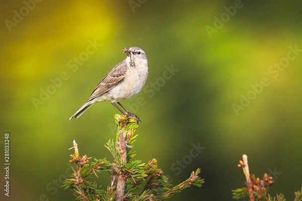 Fototapeta Little lizard caught by Water pipit, Anthus spinoletta bird