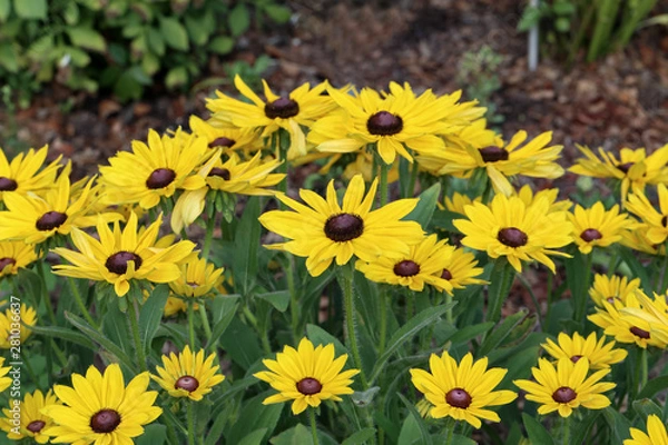 Fototapeta Bright yellow flowers in the garden near the house