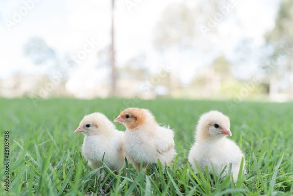 Obraz yellow chicks  in the grass