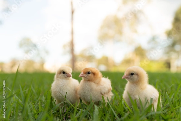 Obraz yellow chicks  in the grass