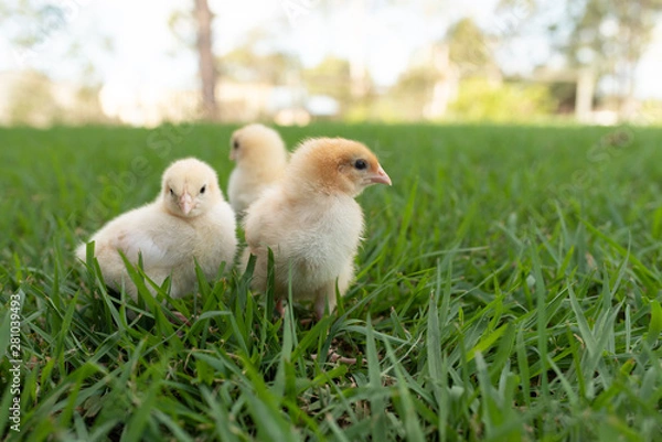 Obraz yellow chicks  in the grass
