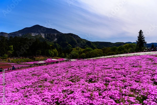 Fototapeta 武甲山と芝桜