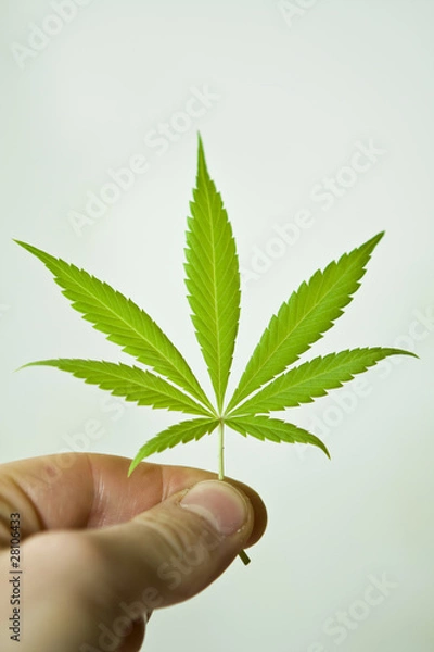 Obraz Hanf Leaf Cannabis