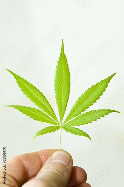 Obraz Hanf Leaf Canabis