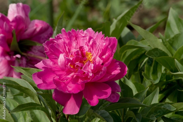 Fototapeta Pfingstrose