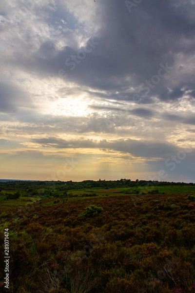 Fototapeta New Forest