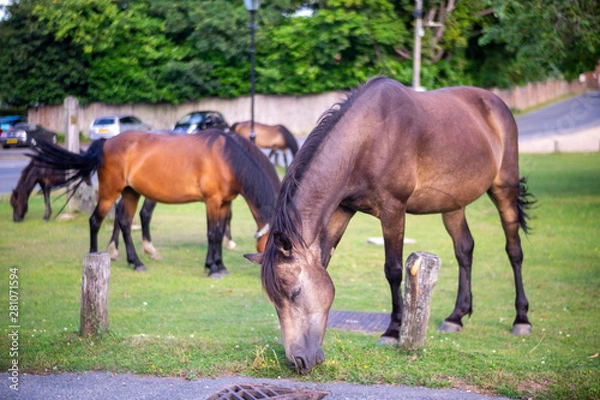 Fototapeta New Forest Horses