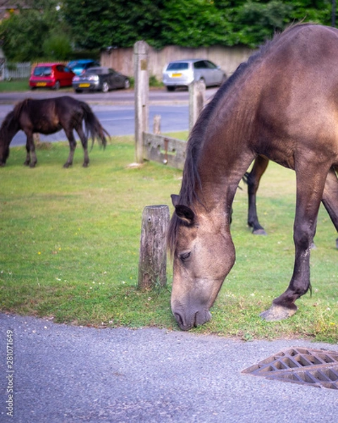 Fototapeta New Forest Horse