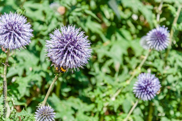 Obraz London, UK - July 20, 2019: Unusual and exotic plants with an impressive range of flora and fauna at Myddelton House Gardens, Bulls Cross, Enfield, London, Greater London, England, EN2 