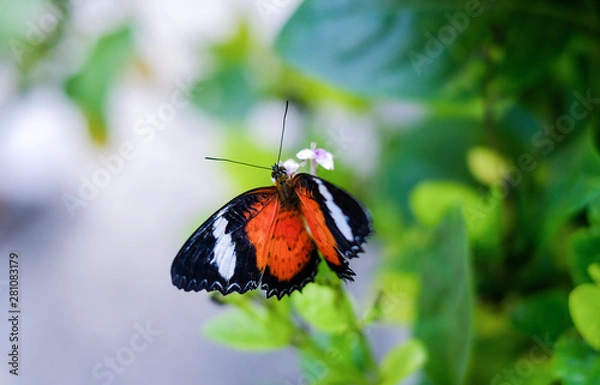 Fototapeta Leopard Lacewing butterfly in the garden sitting on a Bush