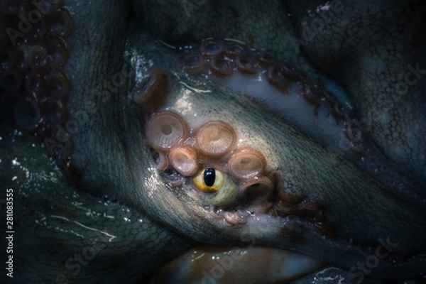 Fototapeta The tentacles and eye of octopus