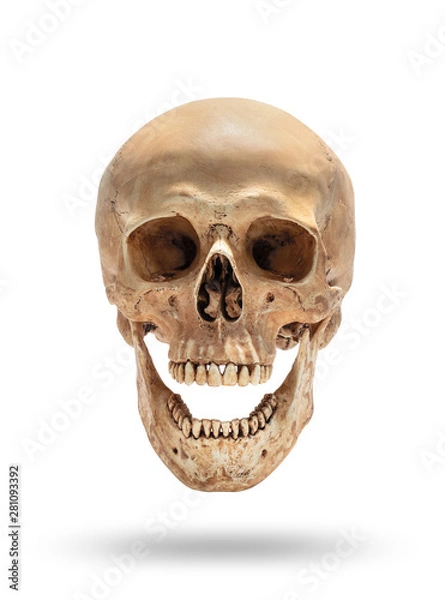 Obraz skull of human head isolate