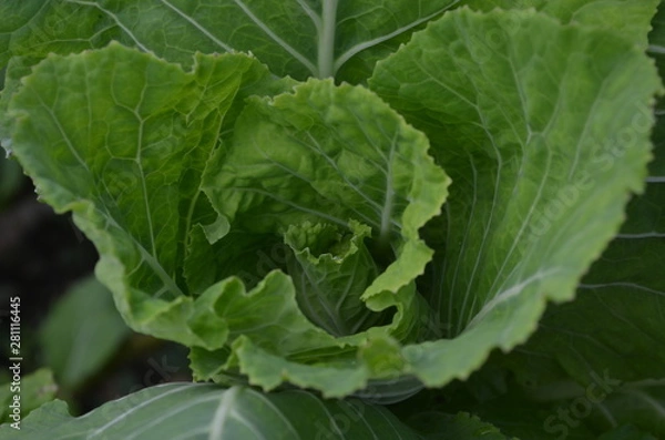Fototapeta fresh lettuce in the garden
