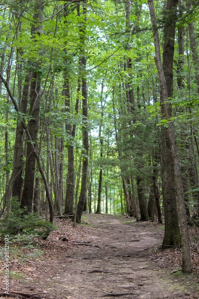 Fototapeta path in forest