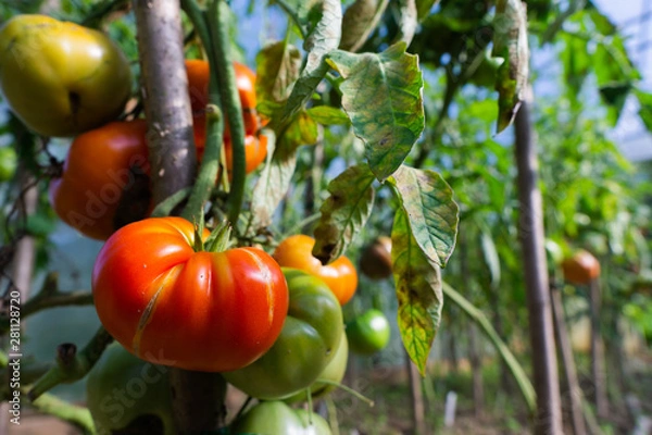 Fototapeta Red ripe tomatoes hanging on a branch in the garden in summer