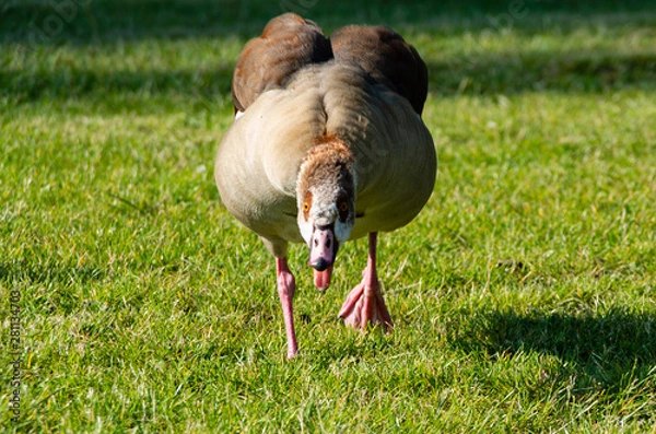 Obraz Goose charging for the attack 2