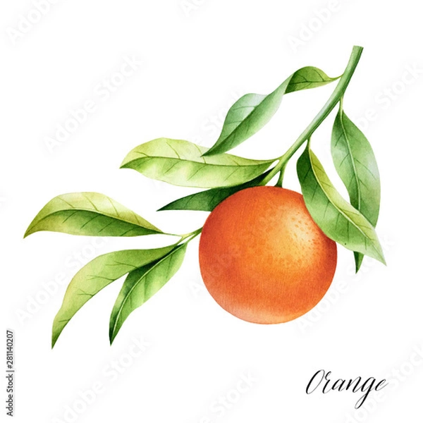 Fototapeta Isolated orange on a branch. Watercolor illustrartion of citrus tree with leaves and blossoms.