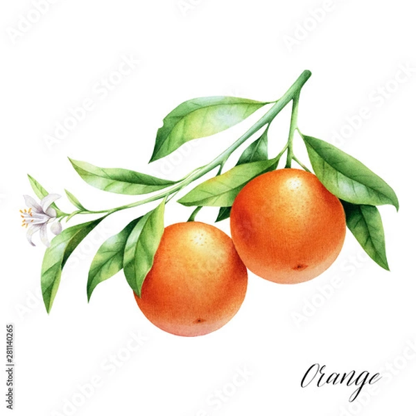 Fototapeta Isolated two oranges on a branch. Watercolor illustrartion of citrus tree with leaves and blossoms.