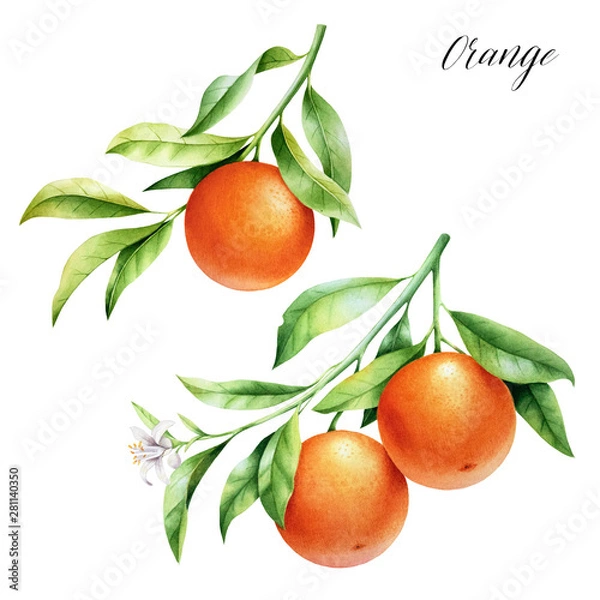 Fototapeta Isolated two oranges on a branch. Watercolor illustrartion of citrus tree with leaves and blossoms.