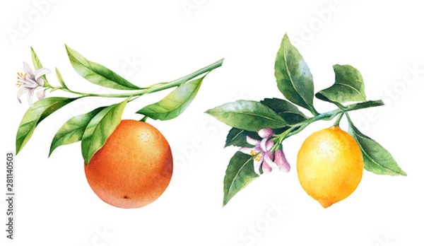 Fototapeta Lemons and oranges on a branch. Watercolor illustrartion of citrus tree with leaves and blossoms.