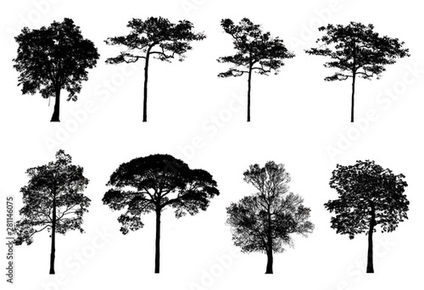 Fototapeta A large tree shadow that is completely isolated on a white background combined as a set