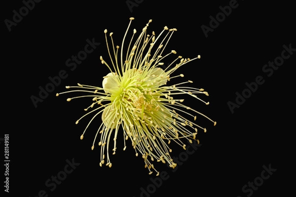 Fototapeta rose apple flower