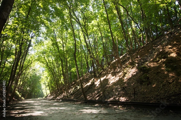 Obraz Path Through Trees