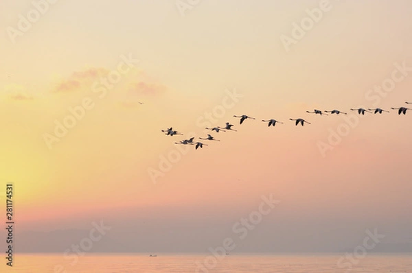 Fototapeta Flock of Flamingoes Birds in Flight