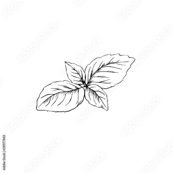 Fototapeta Basil leaves hand drawn sketch isolated