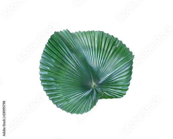 Fototapeta tropical nature green palm leaf pattern