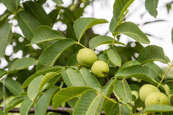 Fototapeta Green common walnuts on the branch. Juglans.