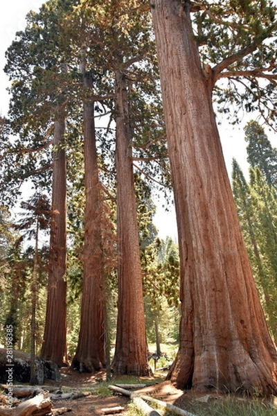 Obraz 4 Sequoias