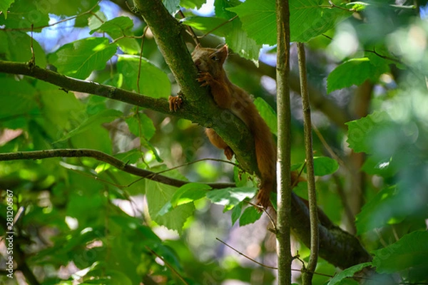 Fototapeta Eichhörnchen