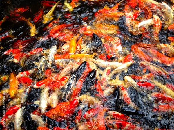 Fototapeta Koi fish on water.Beautiful background.