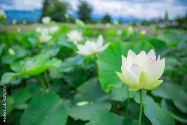 Fototapeta 蓮　睡蓮