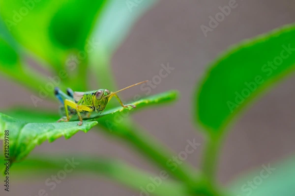 Fototapeta 紫陽花の葉っぱに乗るイナゴ