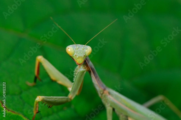 Fototapeta Mantis religiosa